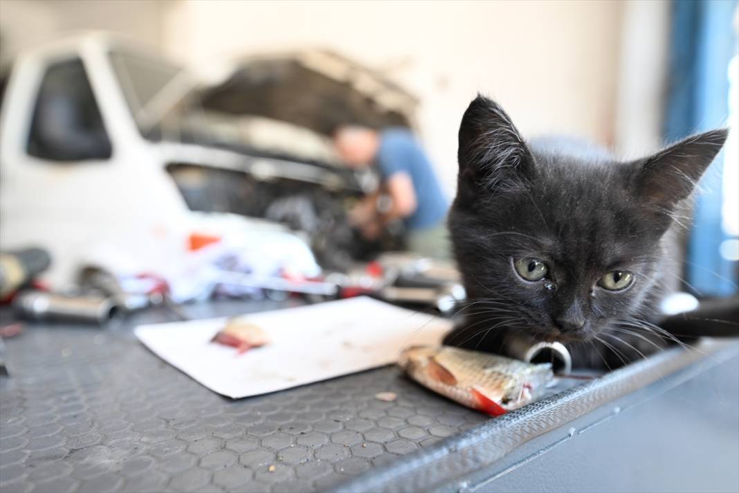Tamirhanenin yeni Çırak'ı görenlerin yüzünü güldürüyor 2